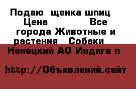 Подаю. щенка шпиц  › Цена ­ 27 000 - Все города Животные и растения » Собаки   . Ненецкий АО,Индига п.